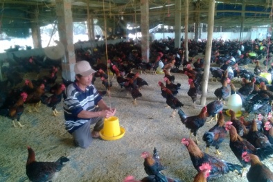 Người 'chết' vì gà sống